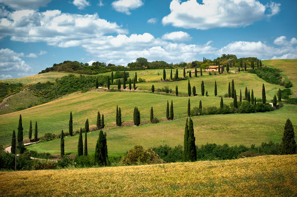 #2302 Lo Foce Road Lined with Cypress Trees in Val d'Orcia in the Tuscany Region