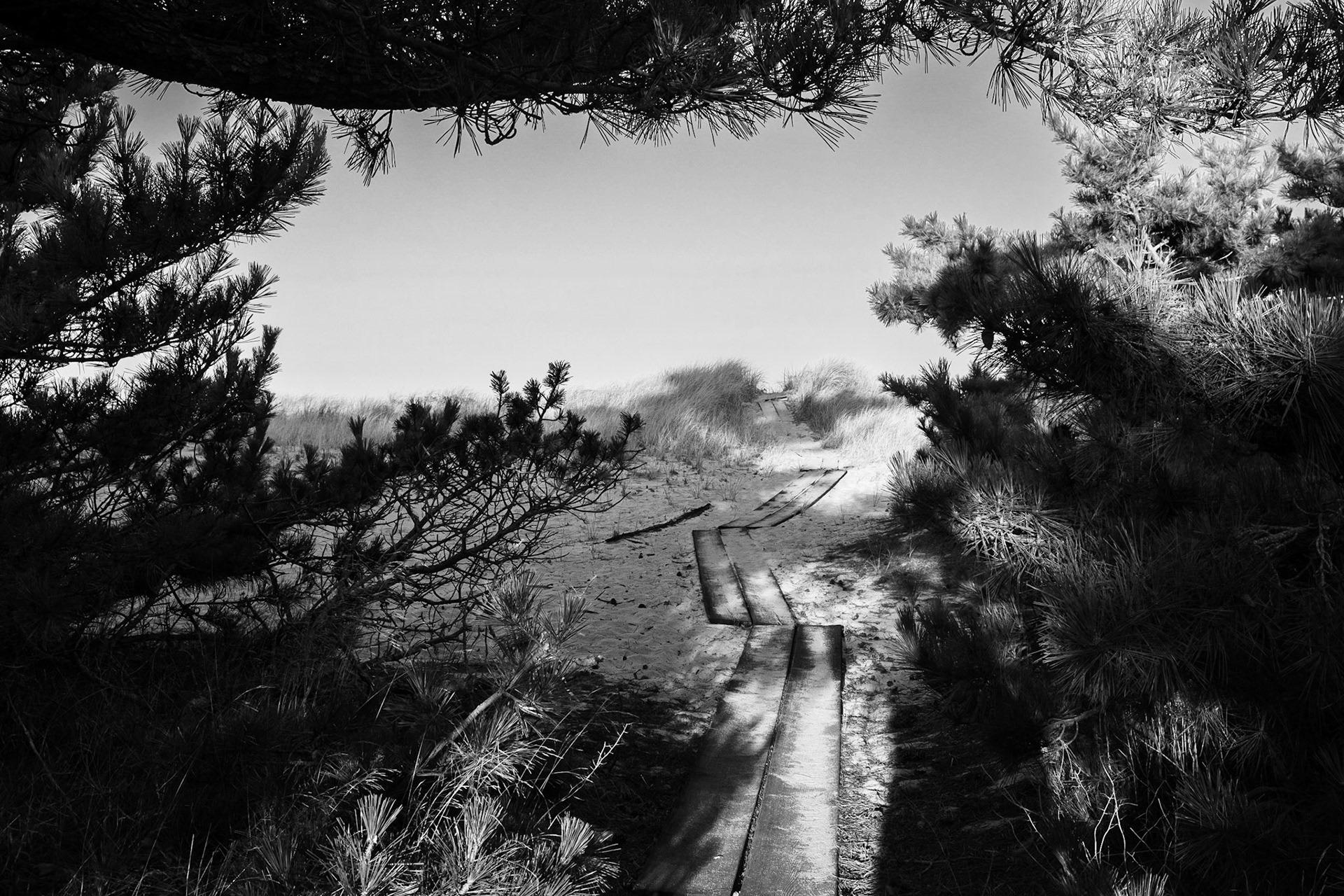 Path through dunes to Fisher Beach, Truro on Cape Cod. (photo by Gabe Palacio)