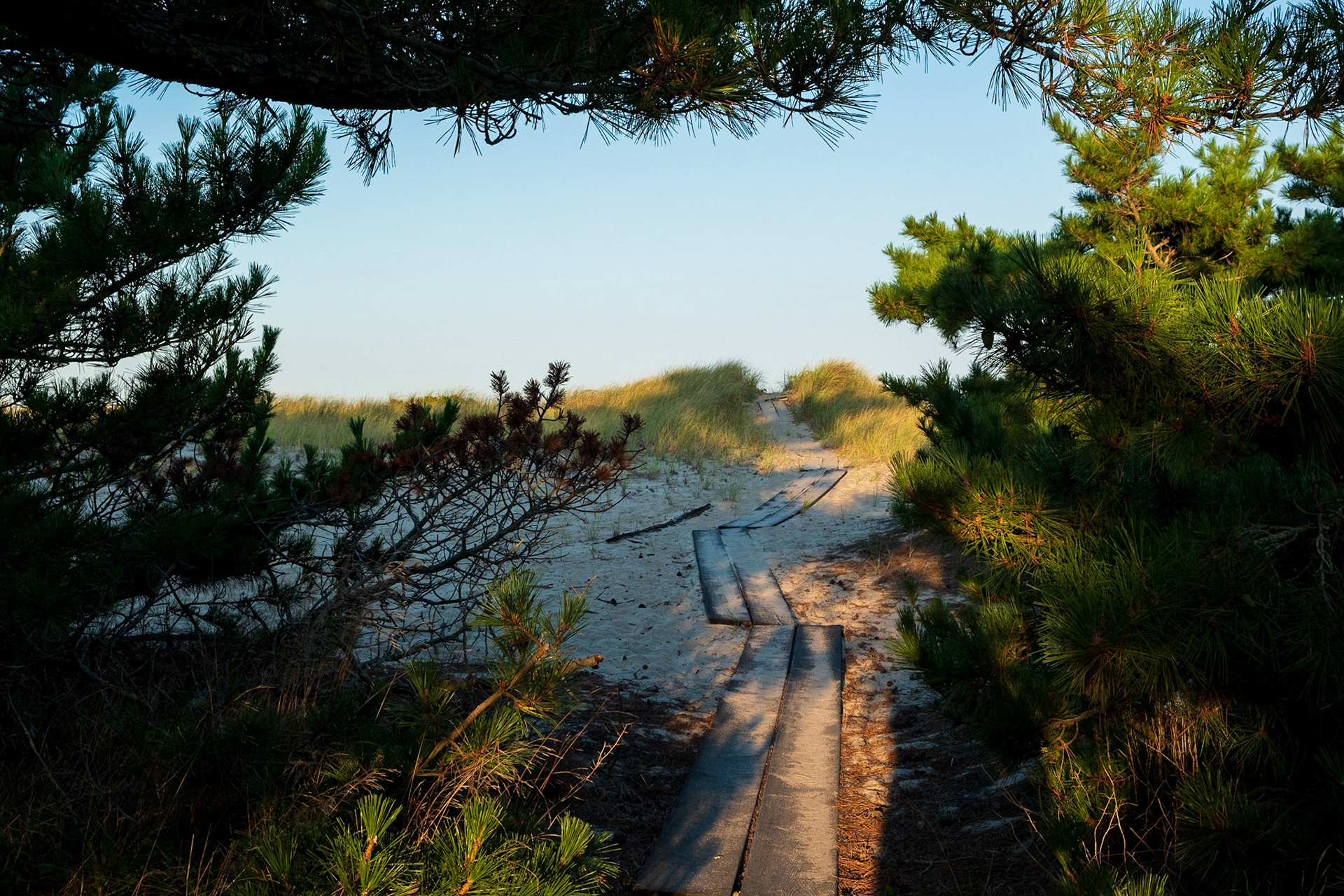 Path through dunes to Fisher Beach, Truro on Cape Cod. (photo by Gabe Palacio).