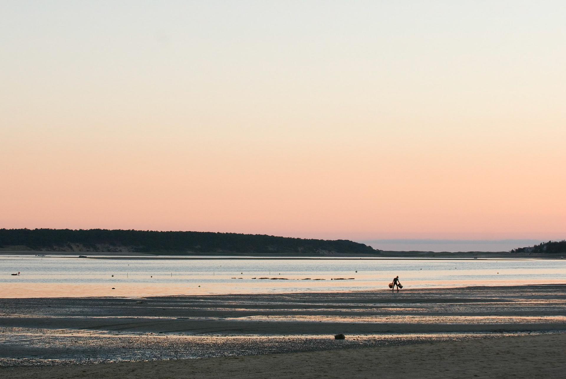 Shell-fisherman  harvest oysters in the Wellfleet Harbor at low tide in Wellfleet, Massachusetts on Cape Cod.