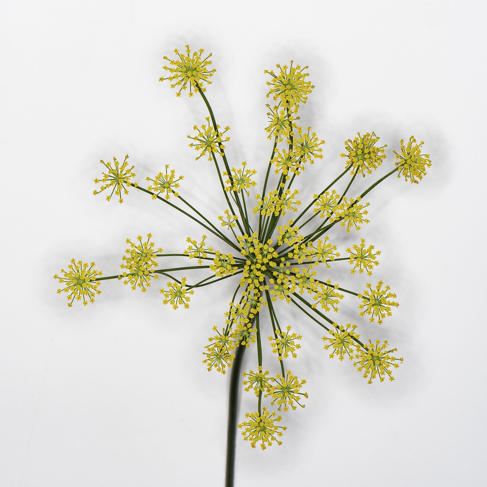 Fenchel