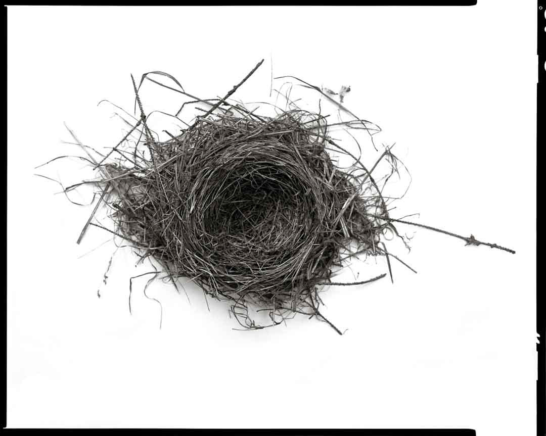 Abandoned Bird's Nest