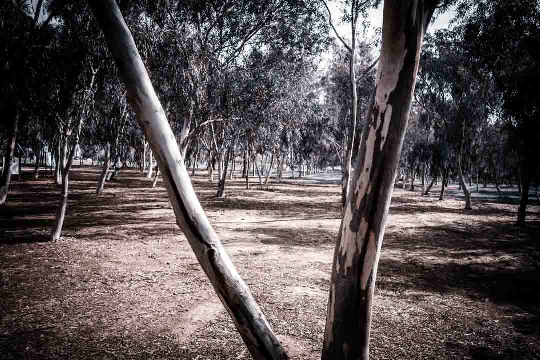 NOVA Festival site, looking toward Gaza