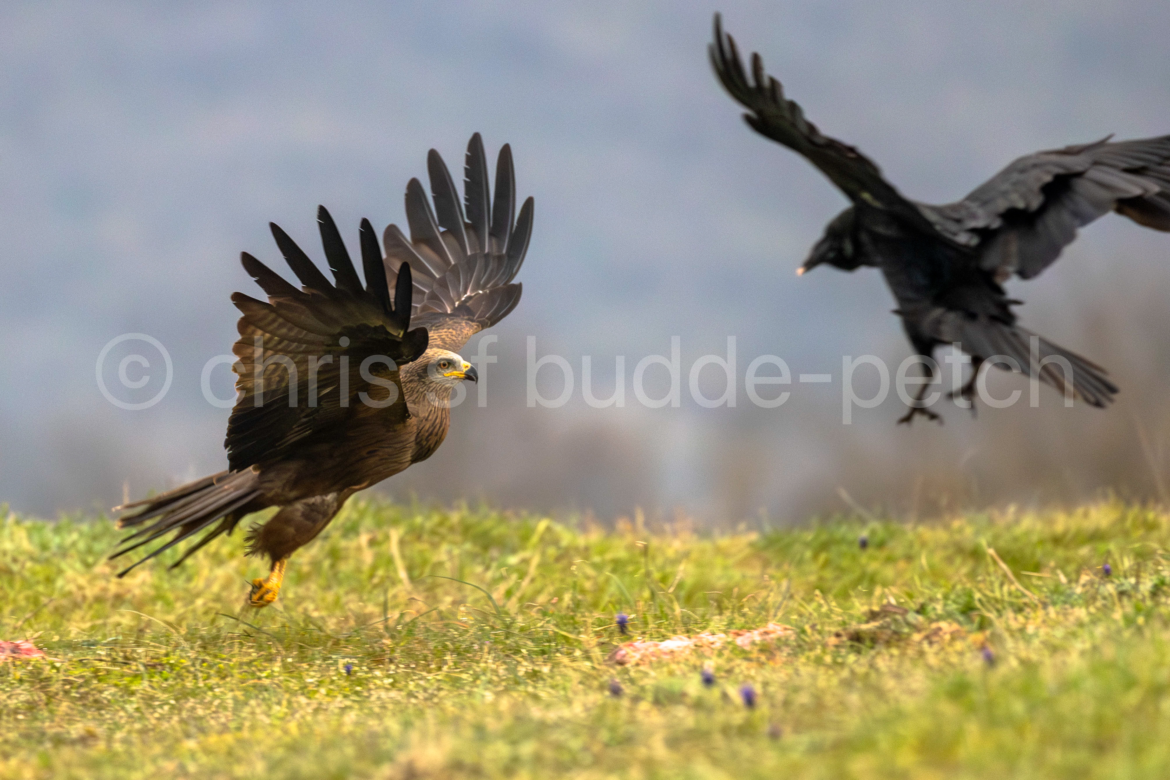 marsh harrier spooks a raven