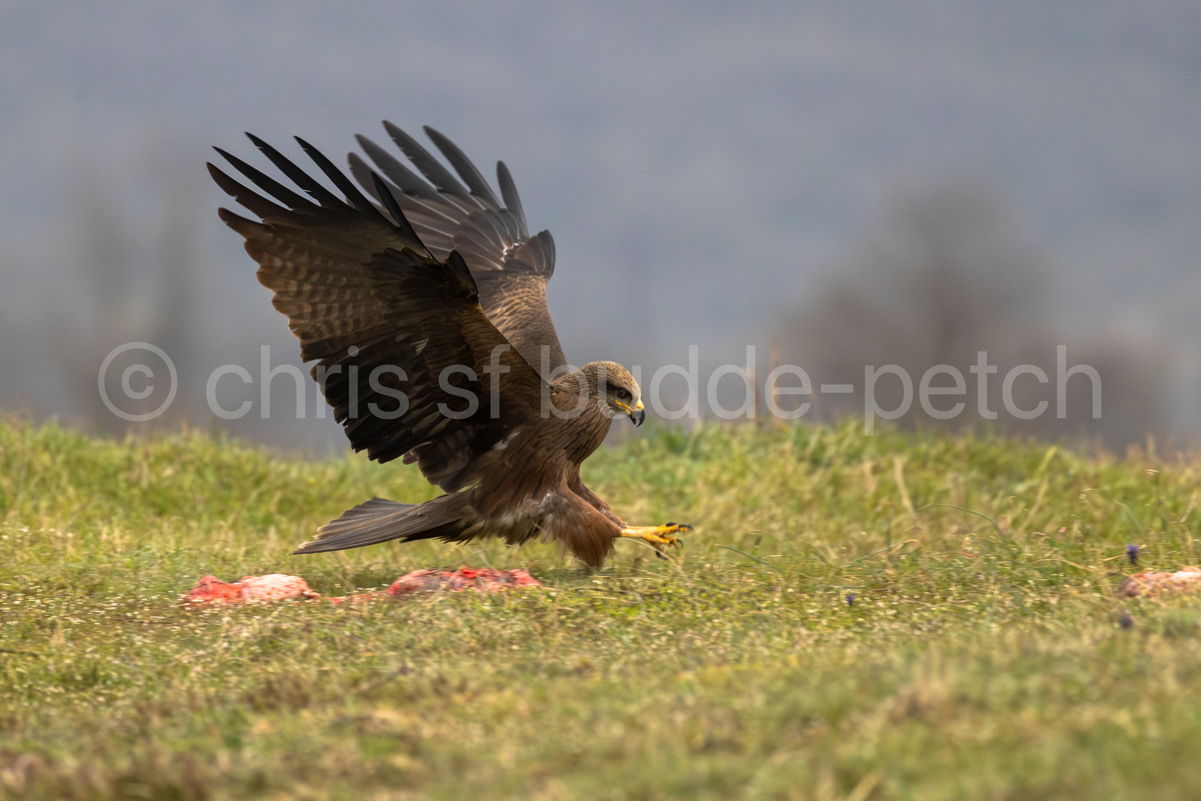 marsh harrier with talons ready to grab a snack