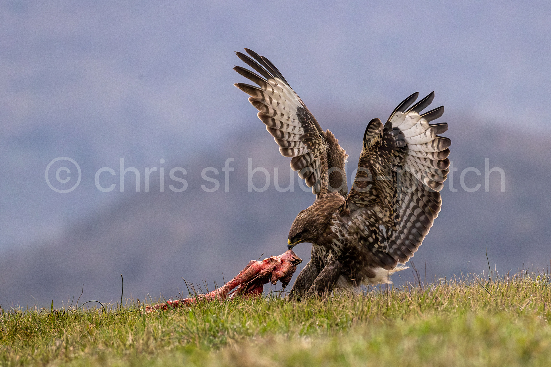 buzzard wrestles with the carrion