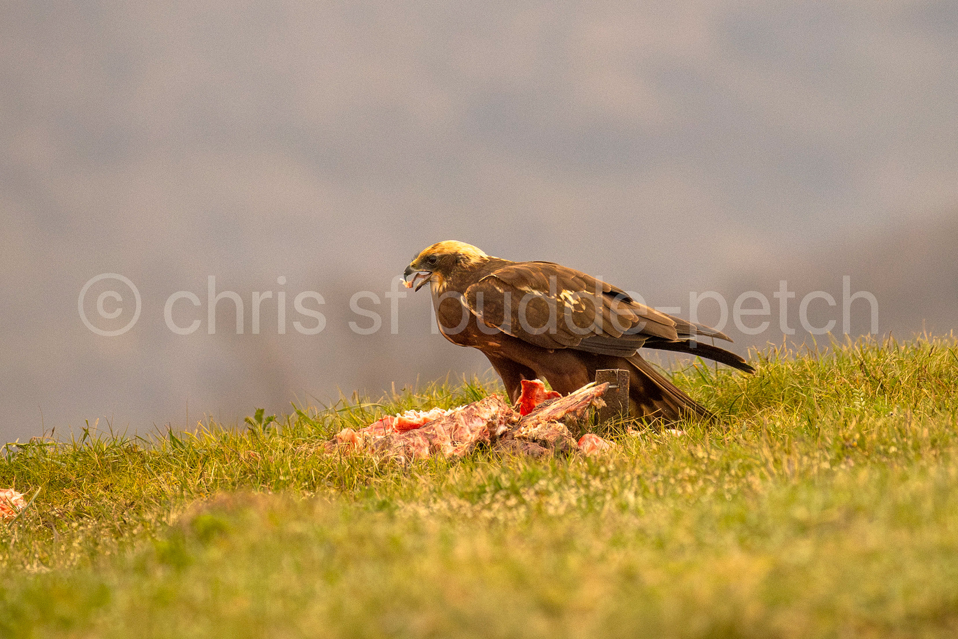 marsh harrier