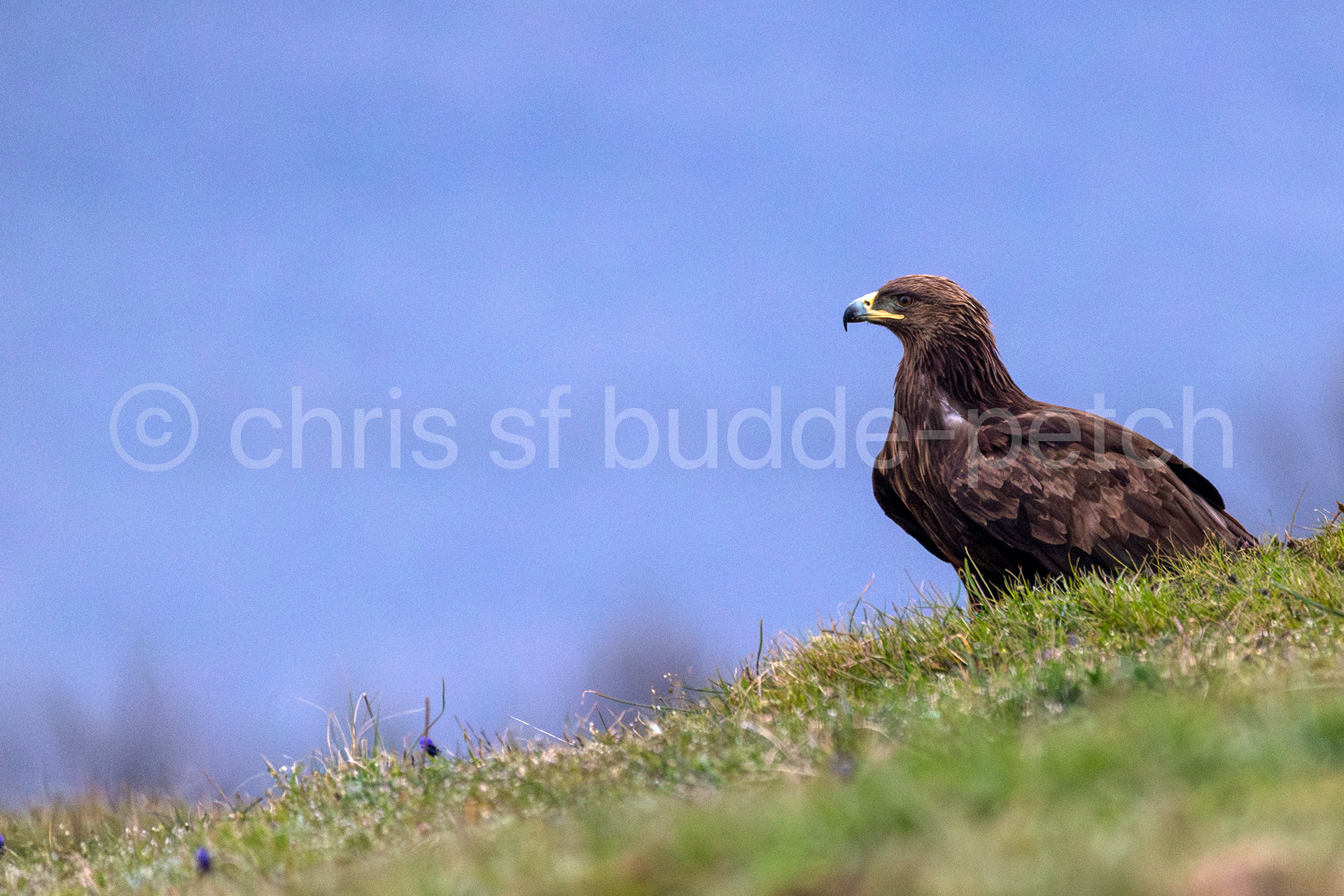 lesser spotted eagle drops in