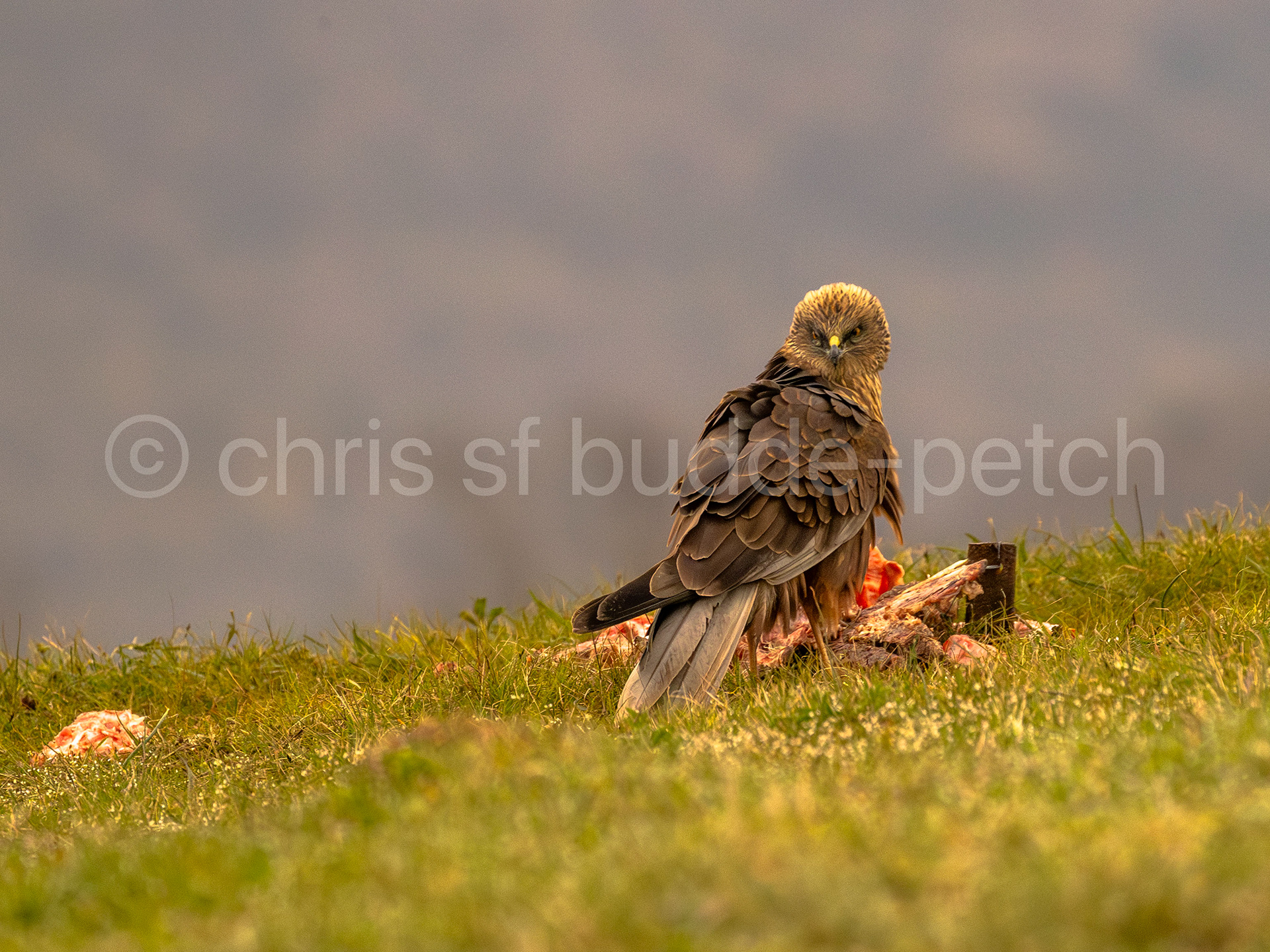 marsh harrier