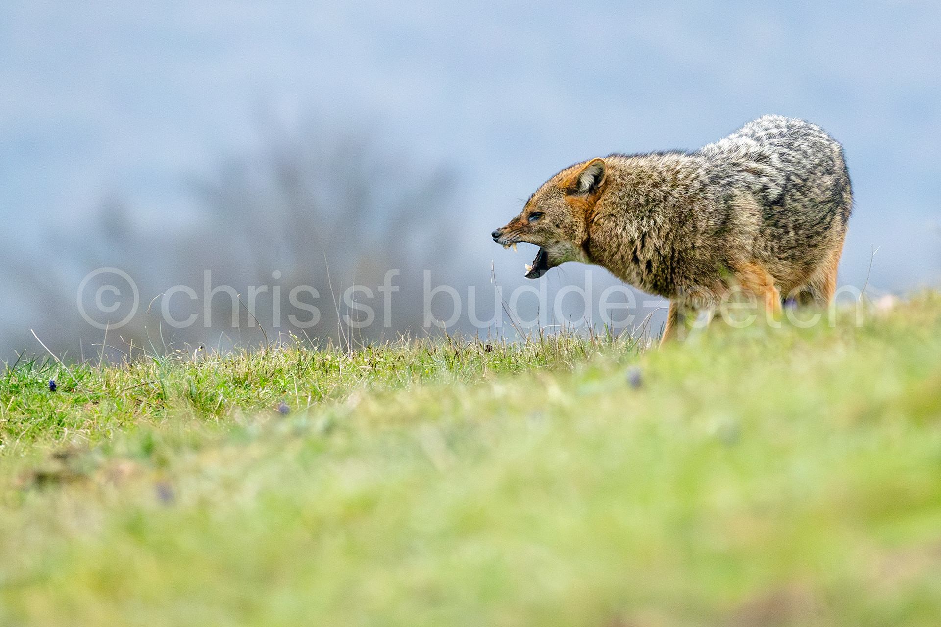 european jackal 