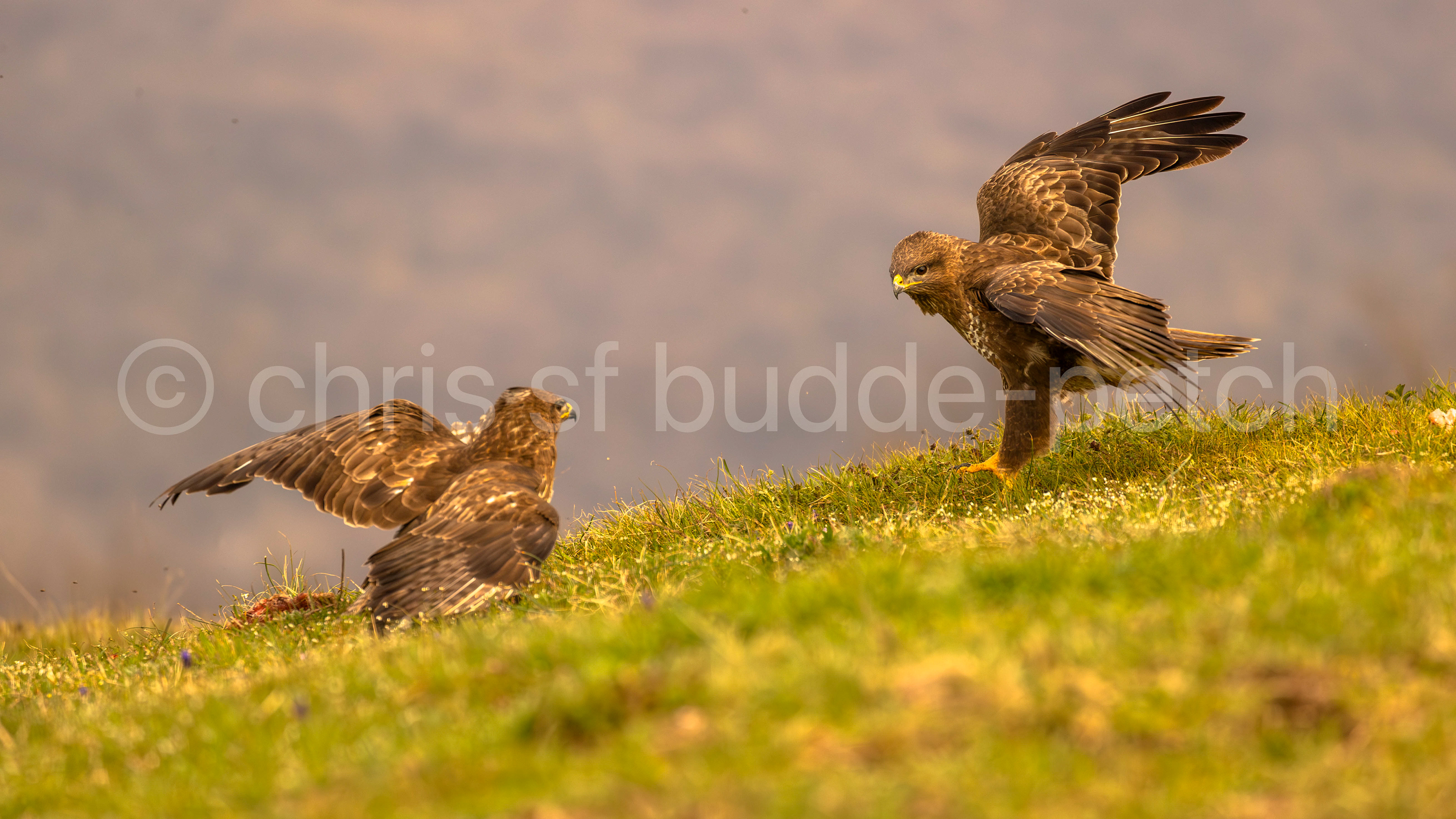 buzzards squaring off