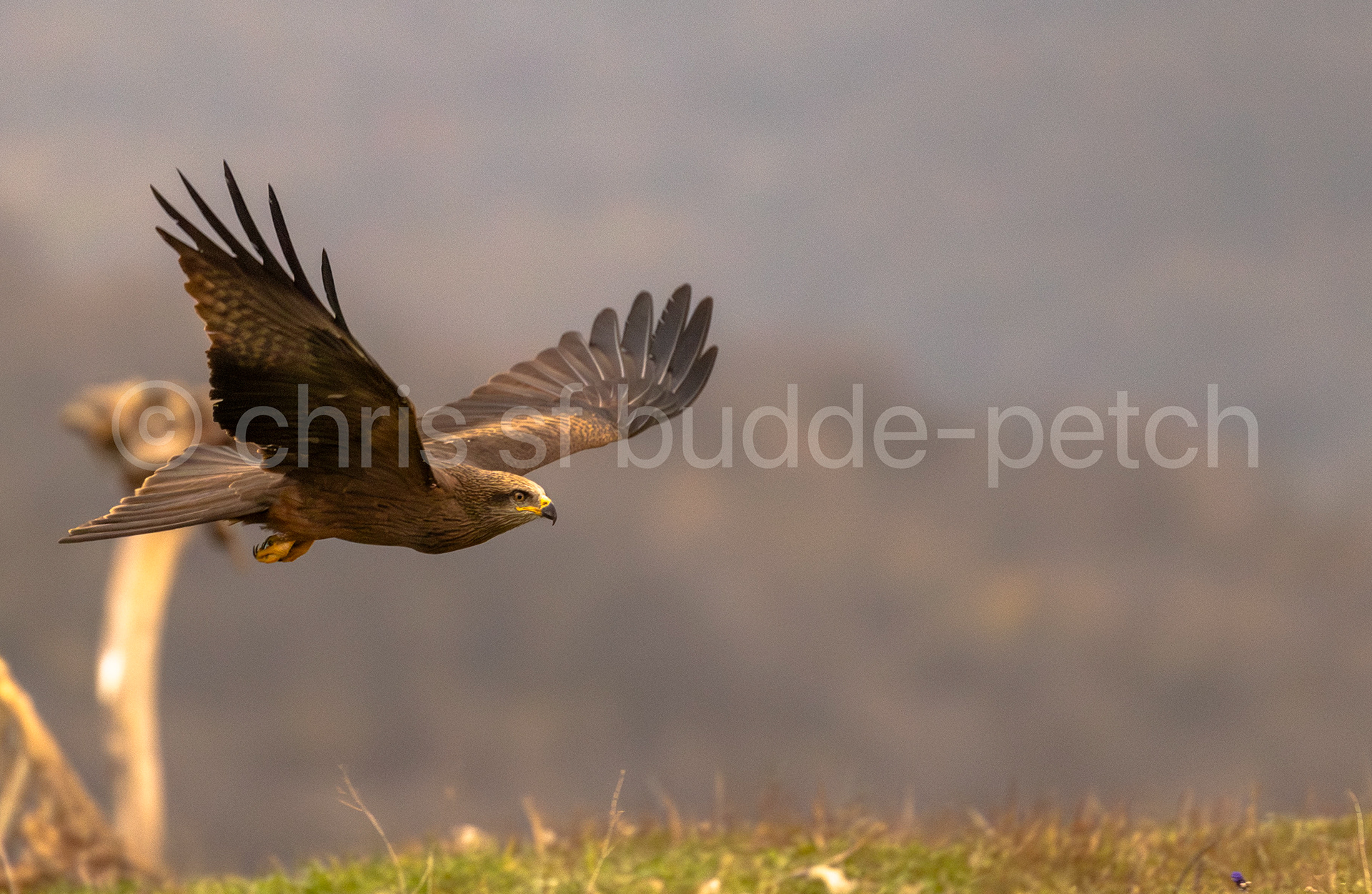 common buzzard