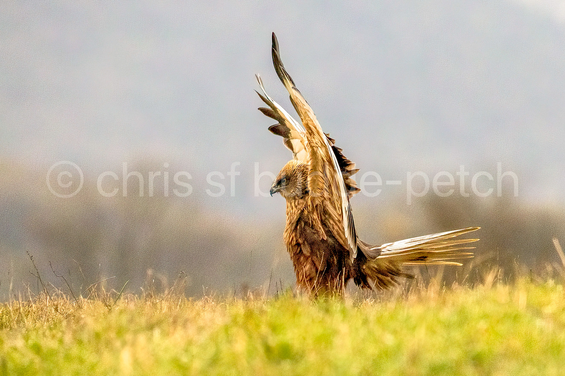 marsh harrier with wings aloft