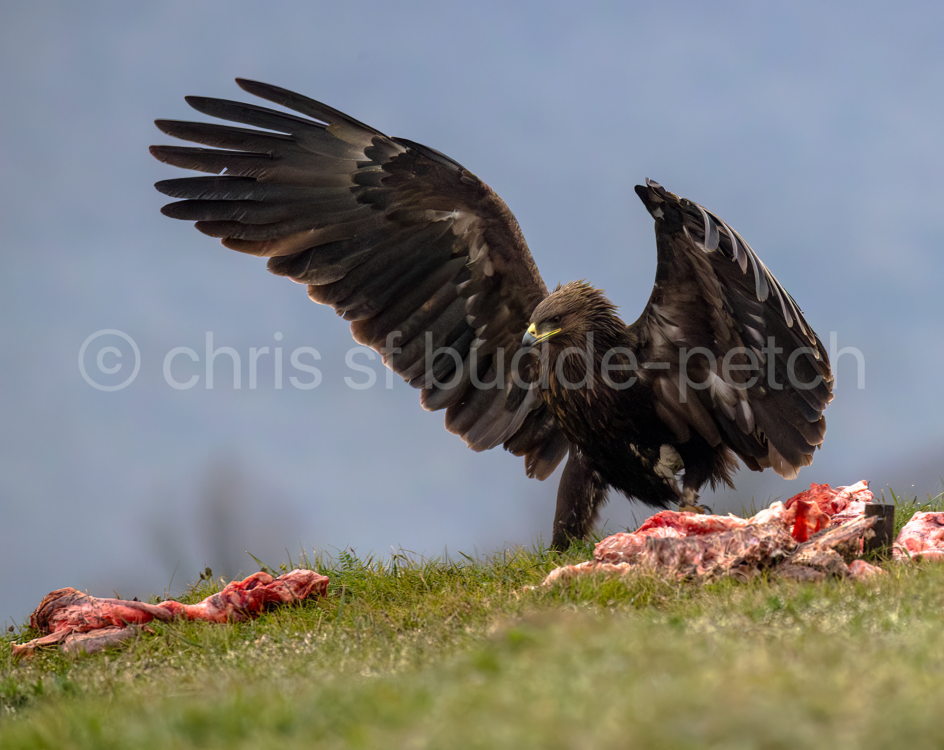 lesser spotted eagle