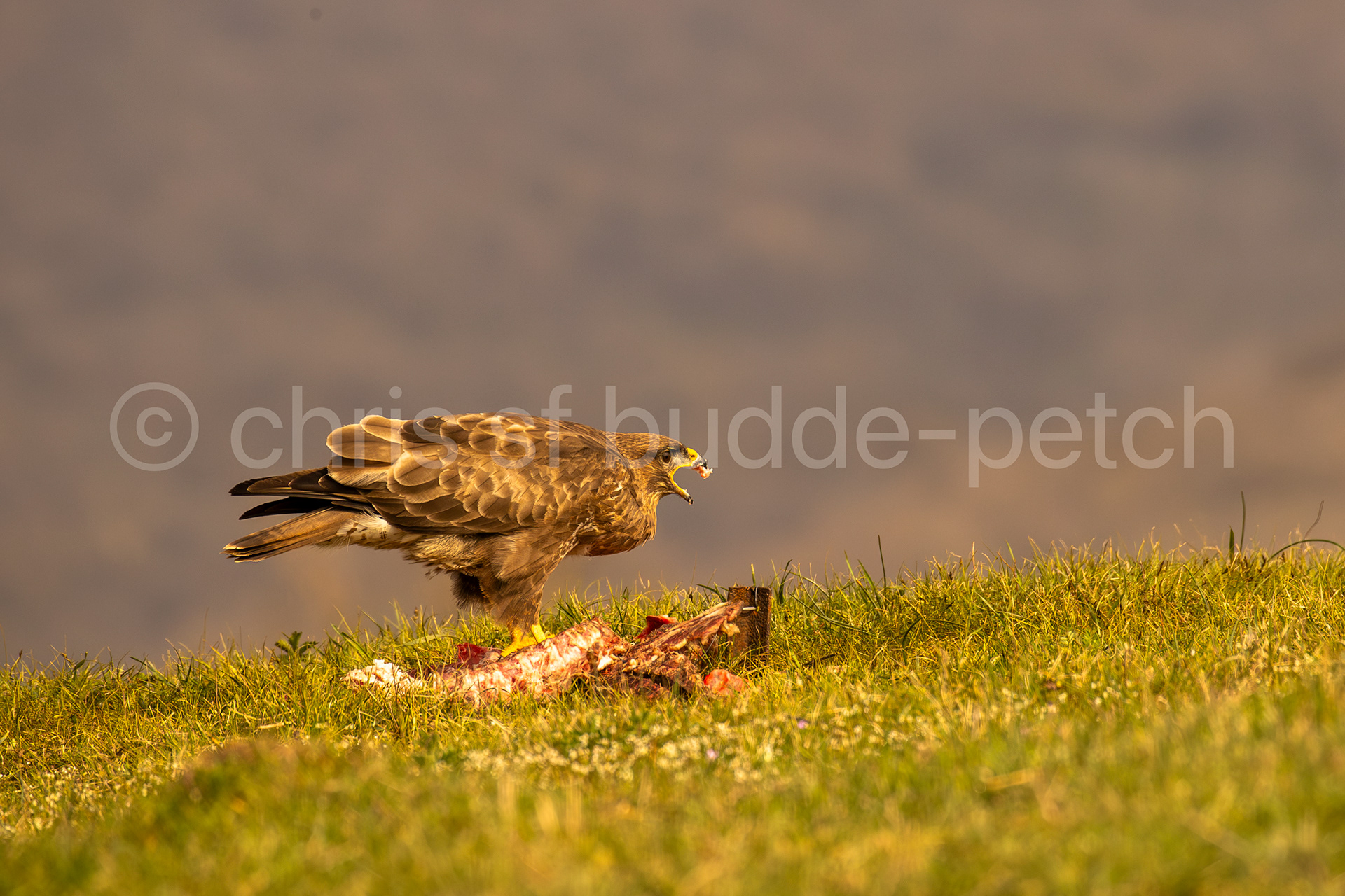 common buzzard