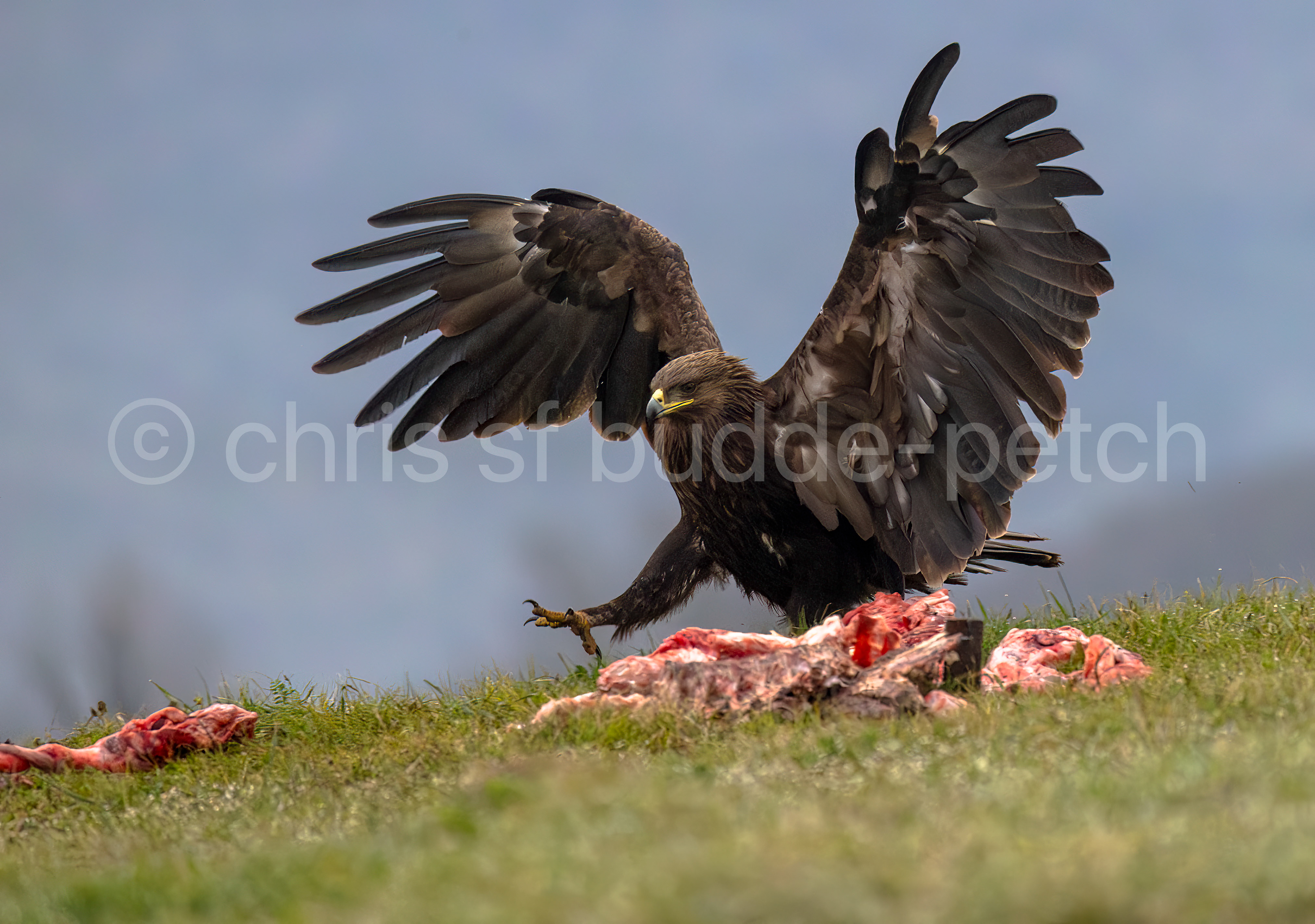 lesser spotted eagle