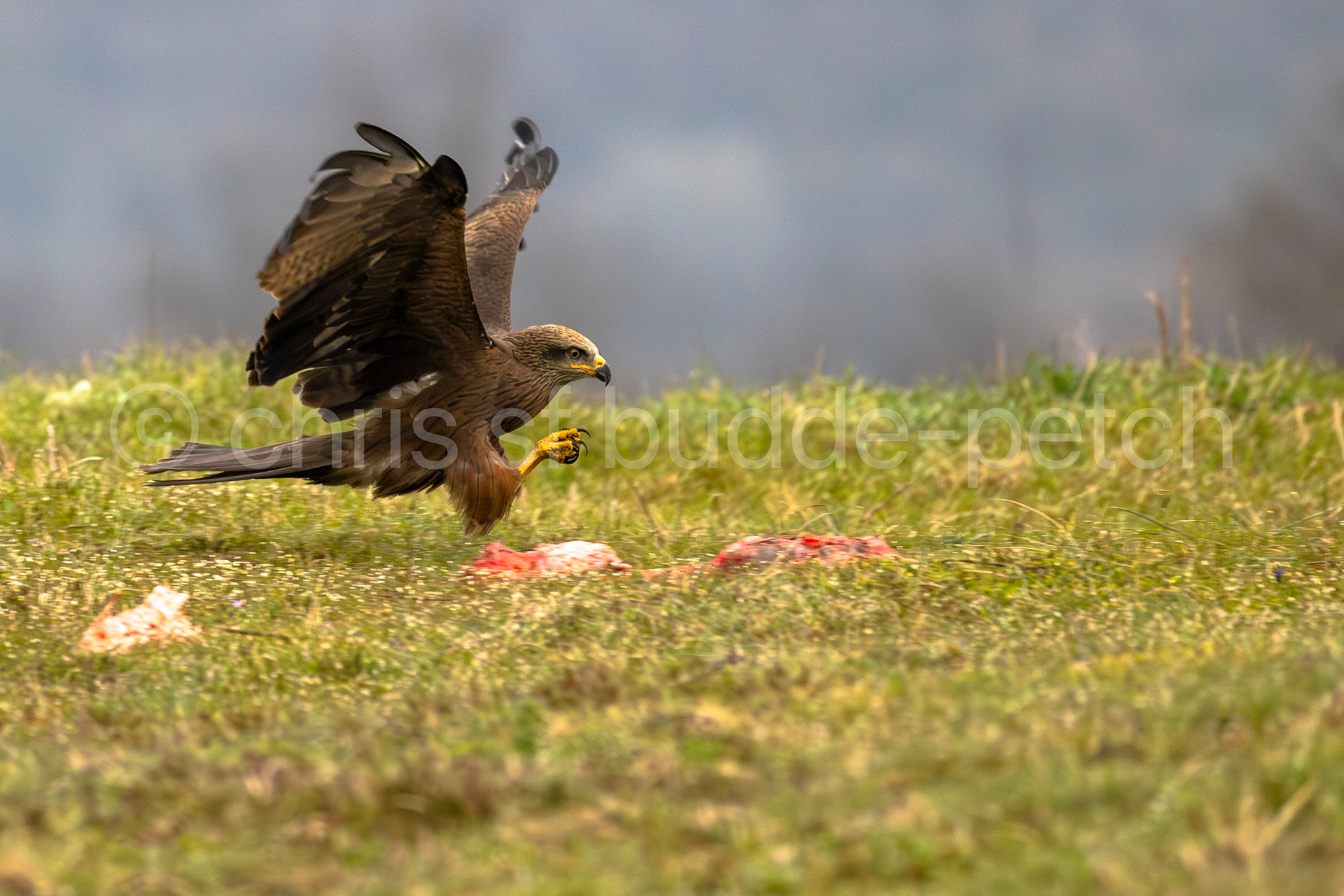 marsh harrier