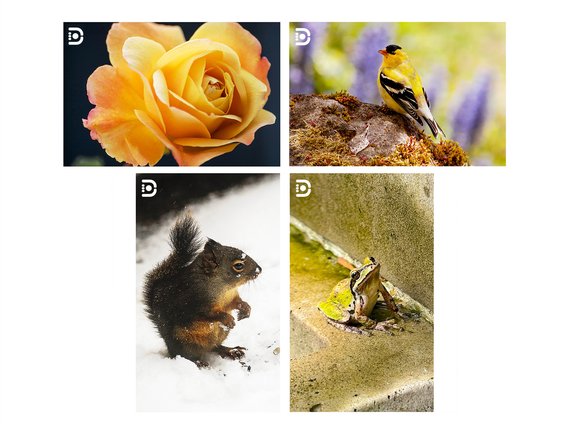 Photo Series: From My Back Porch 