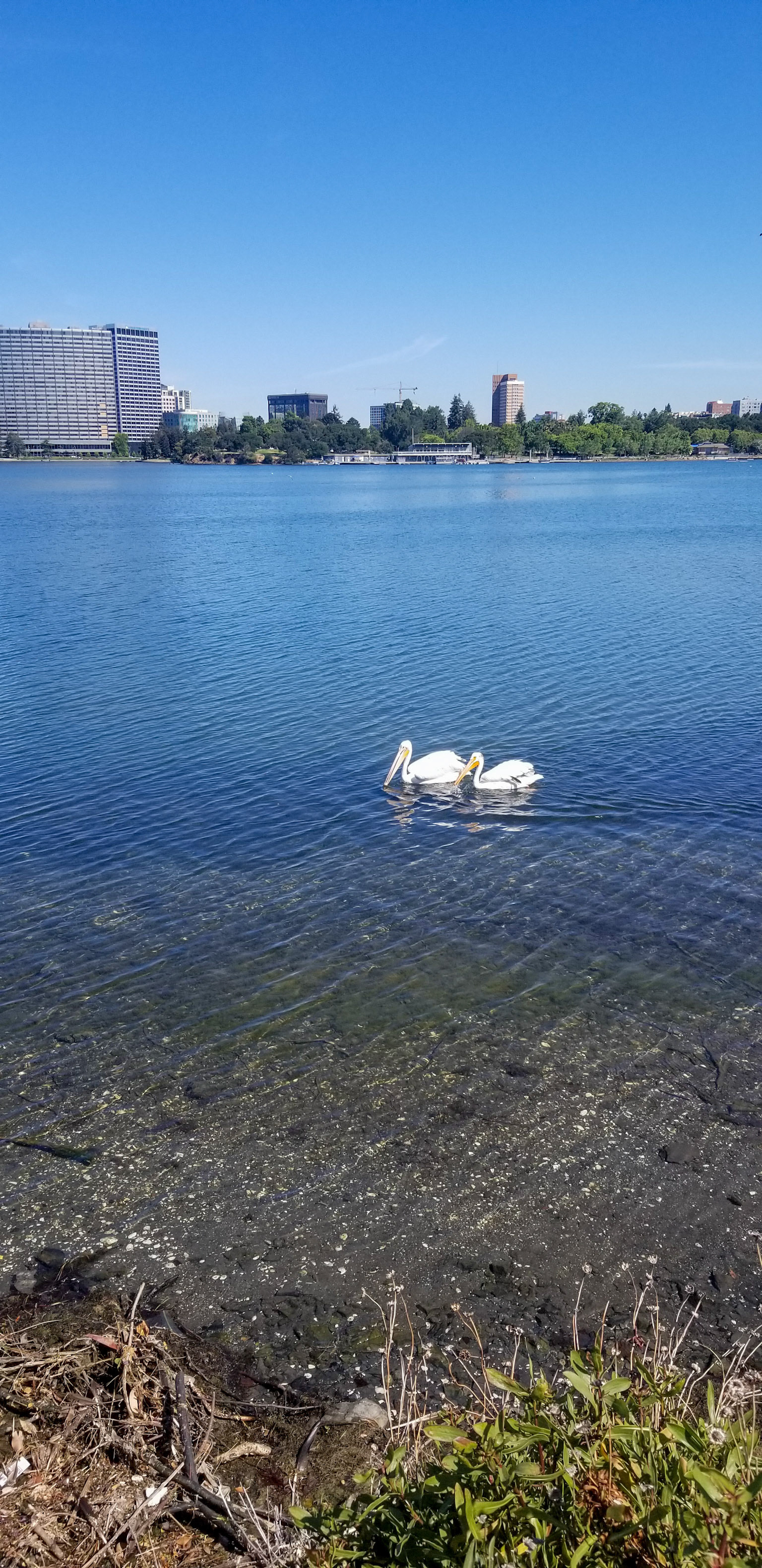 Pelicans in Merritt Lake