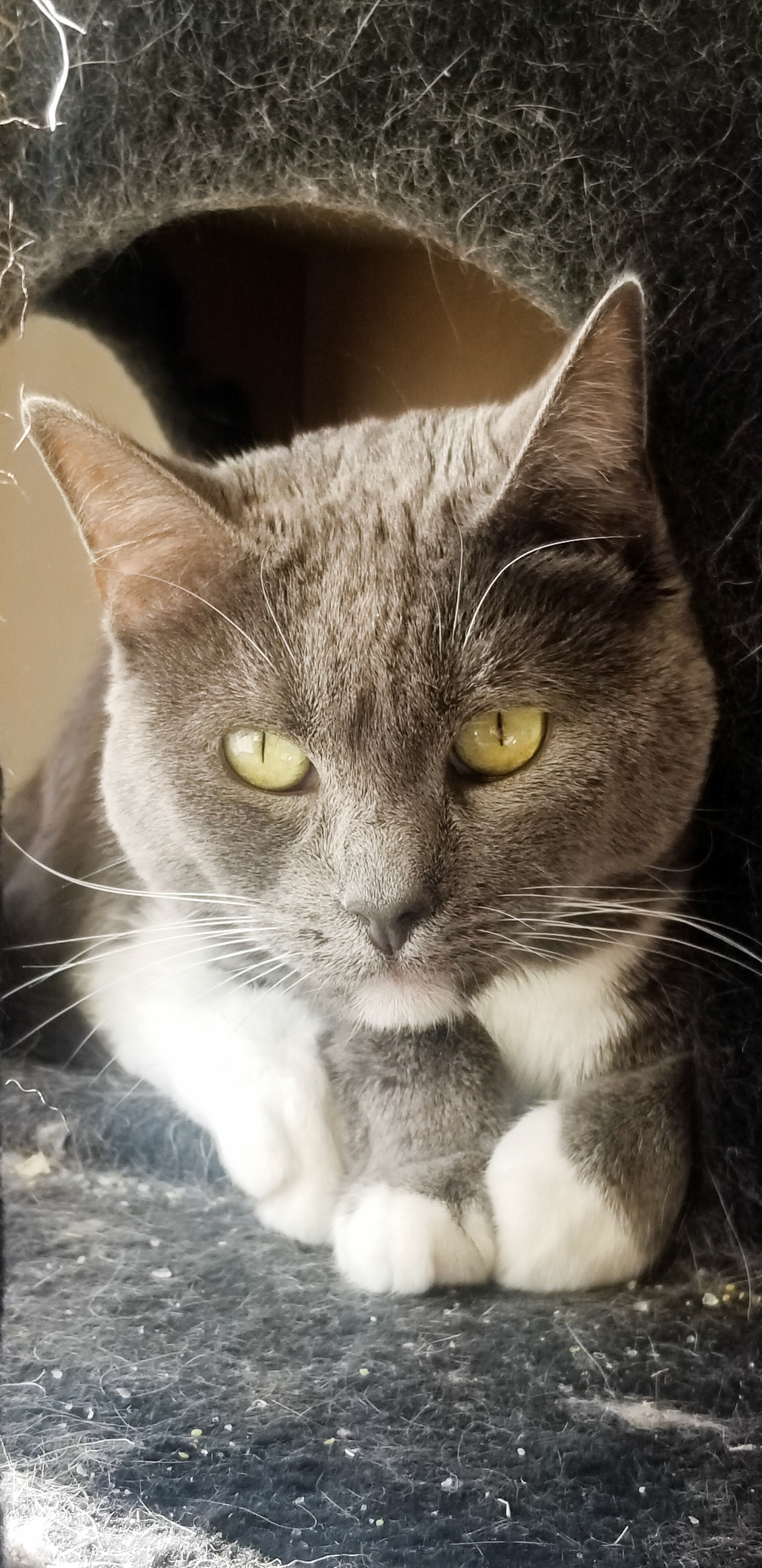 Yoga in the Cat Tree