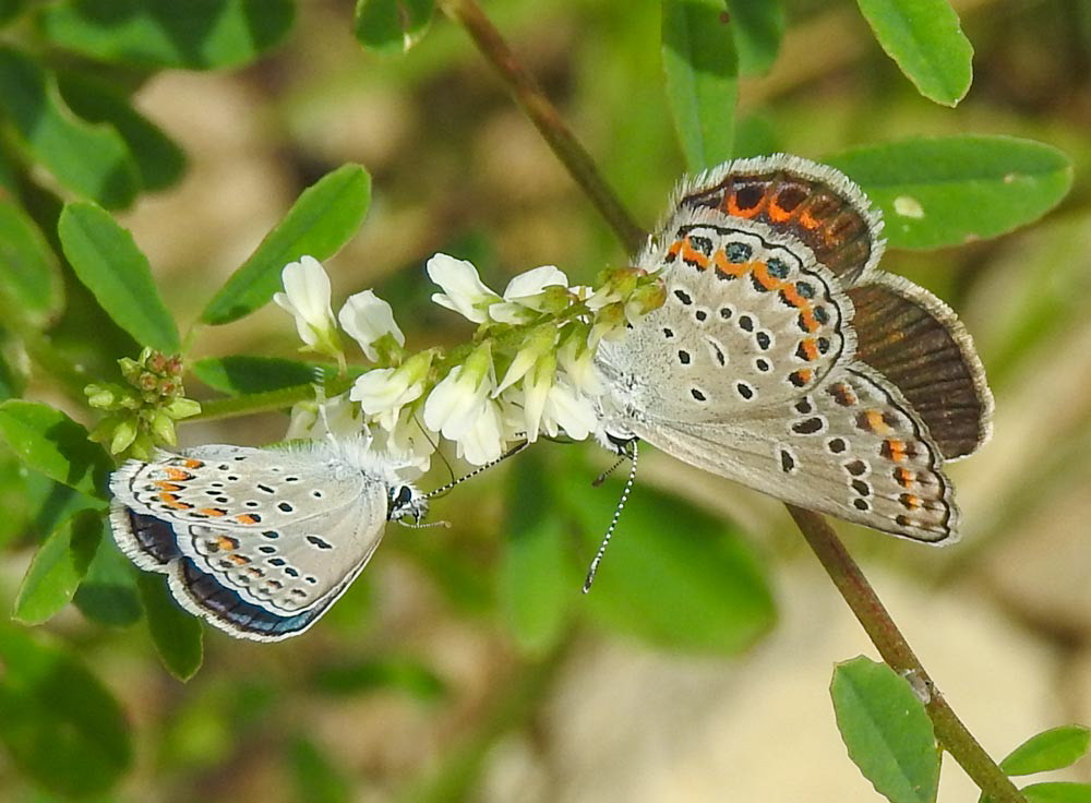 Bue Butterflies