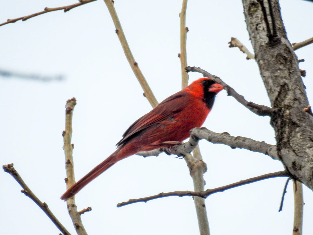 Cardinal