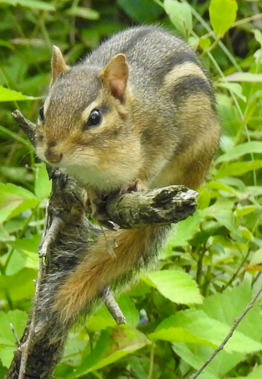Ground Squirrel