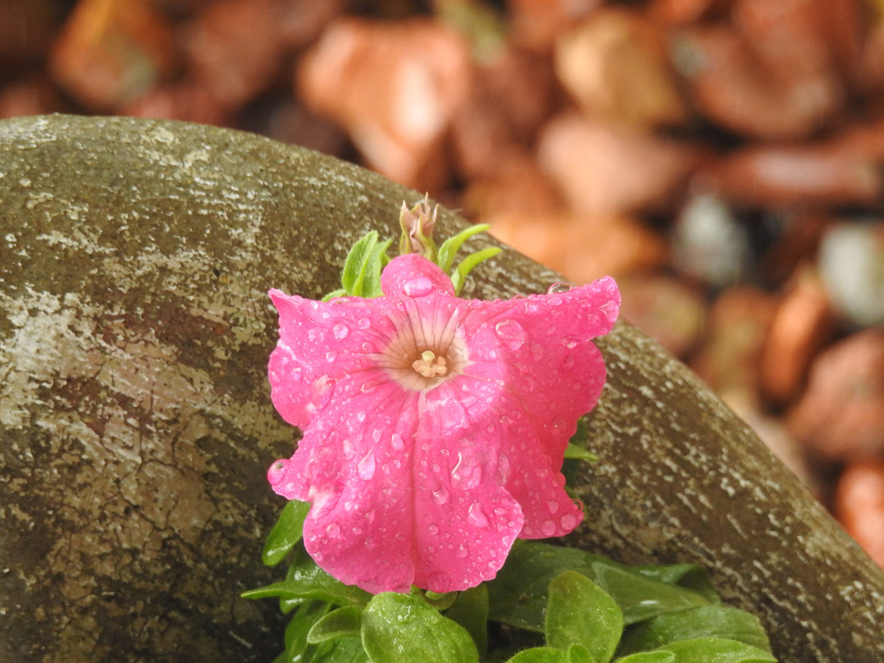 Petunia after Rain