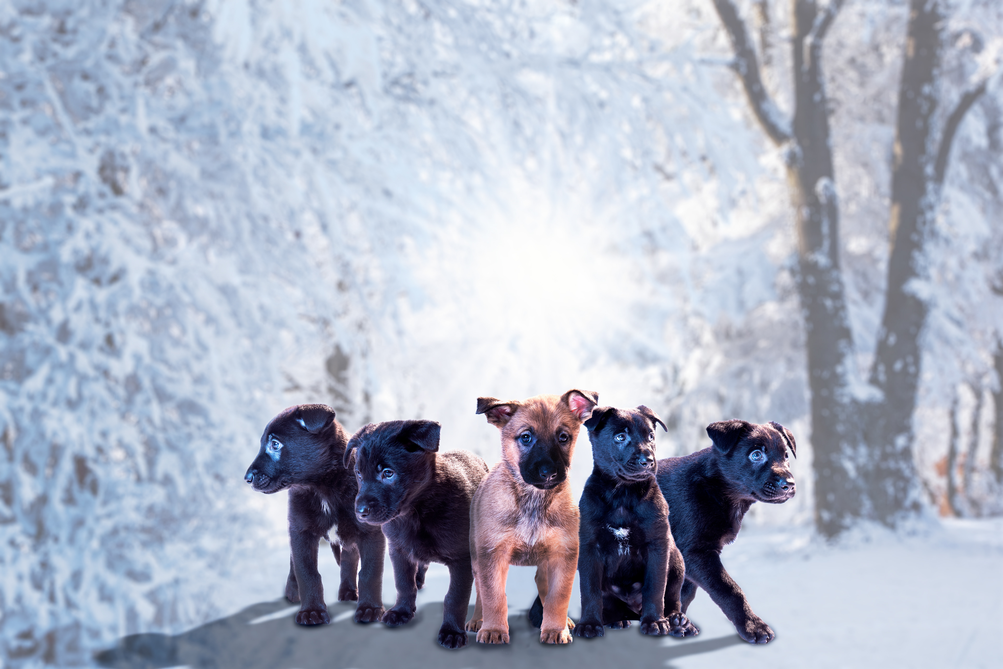 Puppy litter