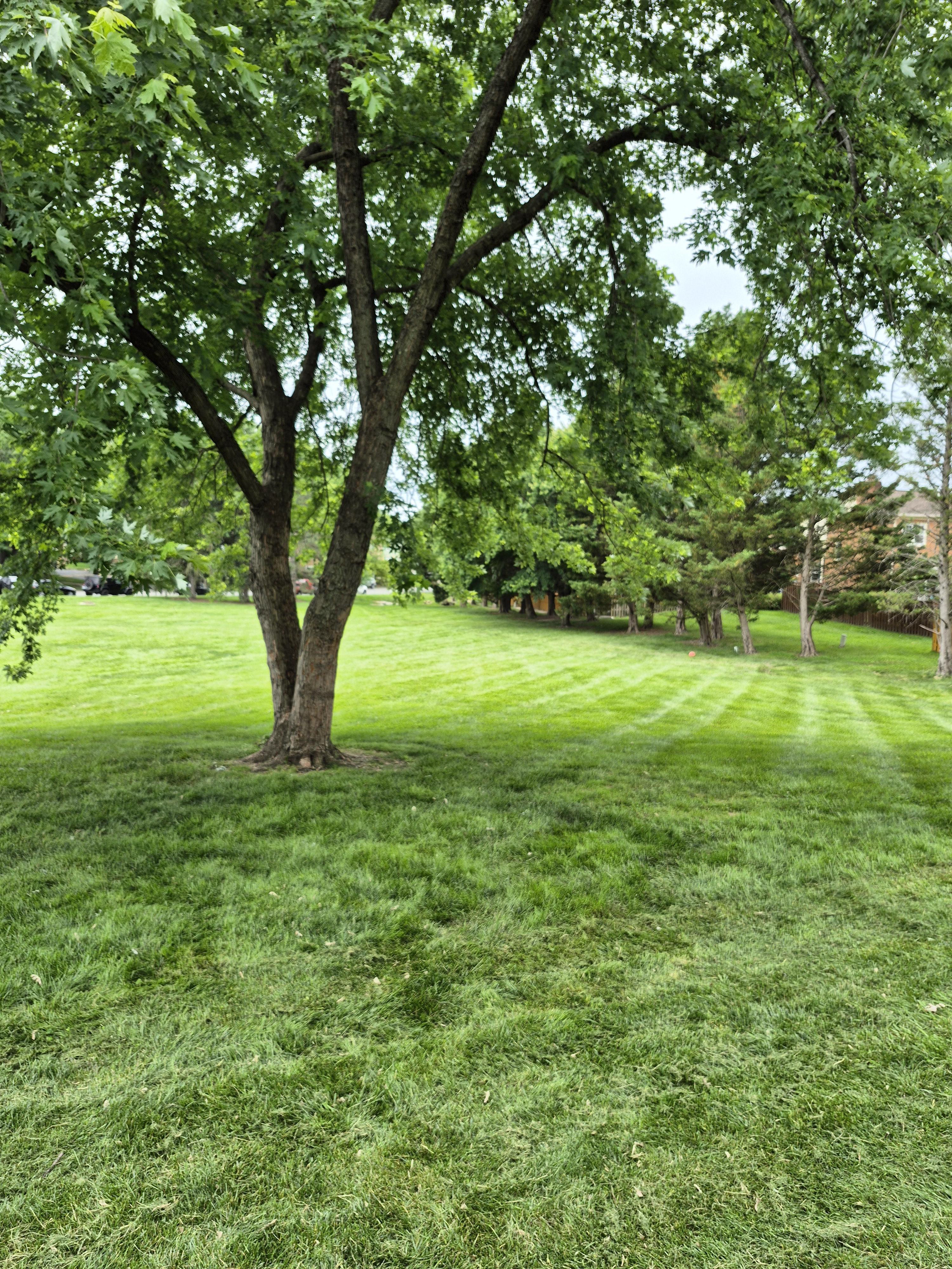 Tree Side of House