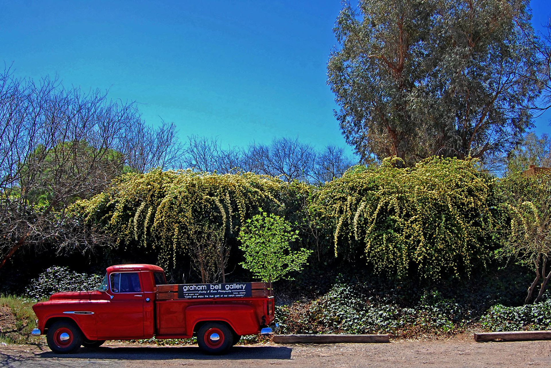 Tubac Village Tombstone Roses in Bloom