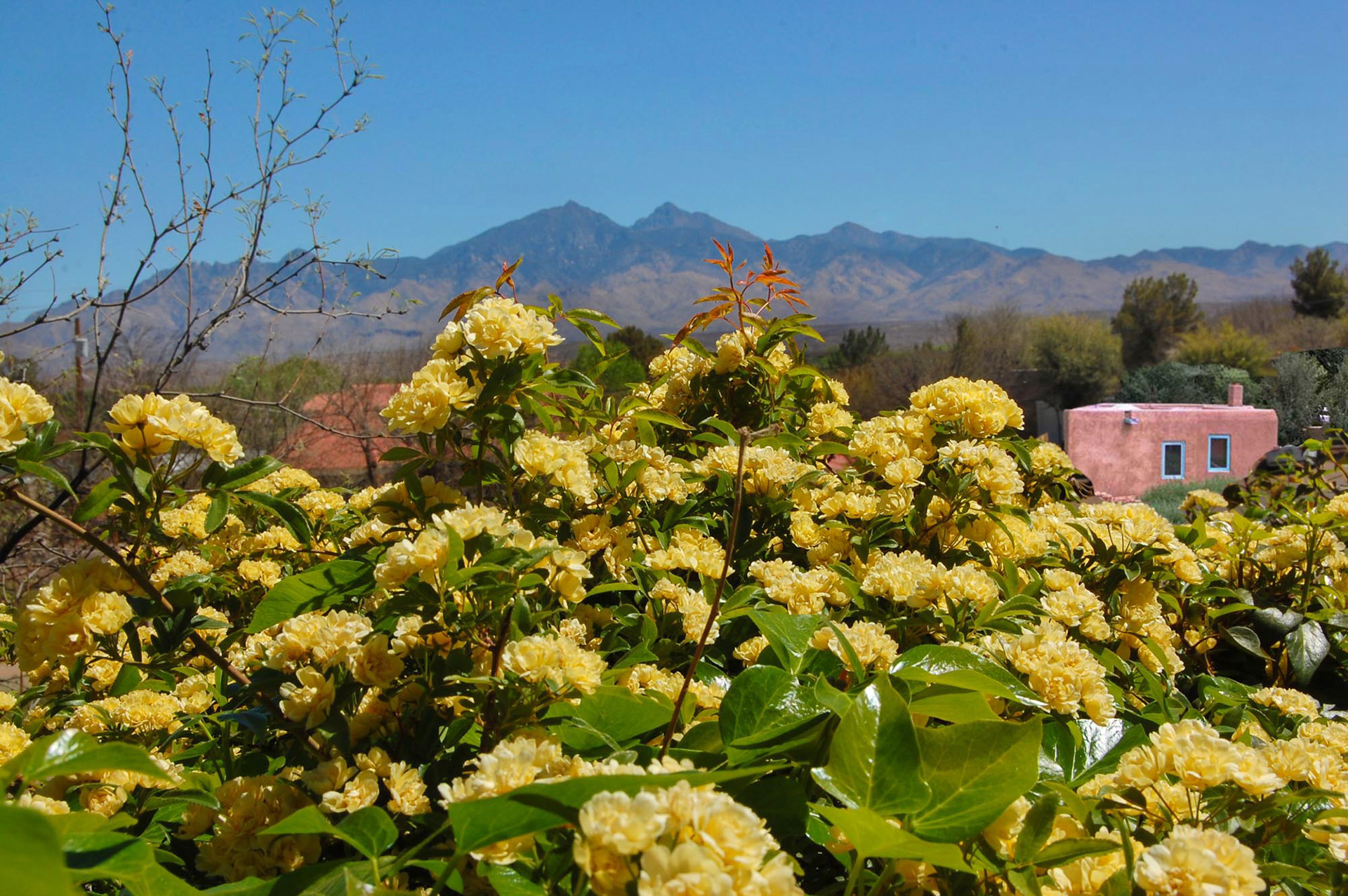 Tubac Village Tombstone Roses