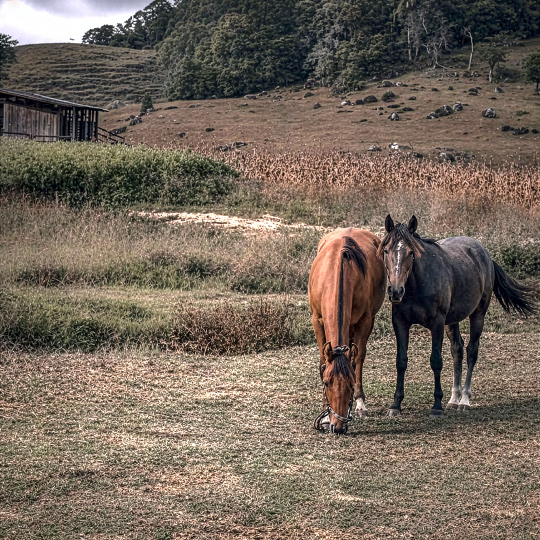 Western 002