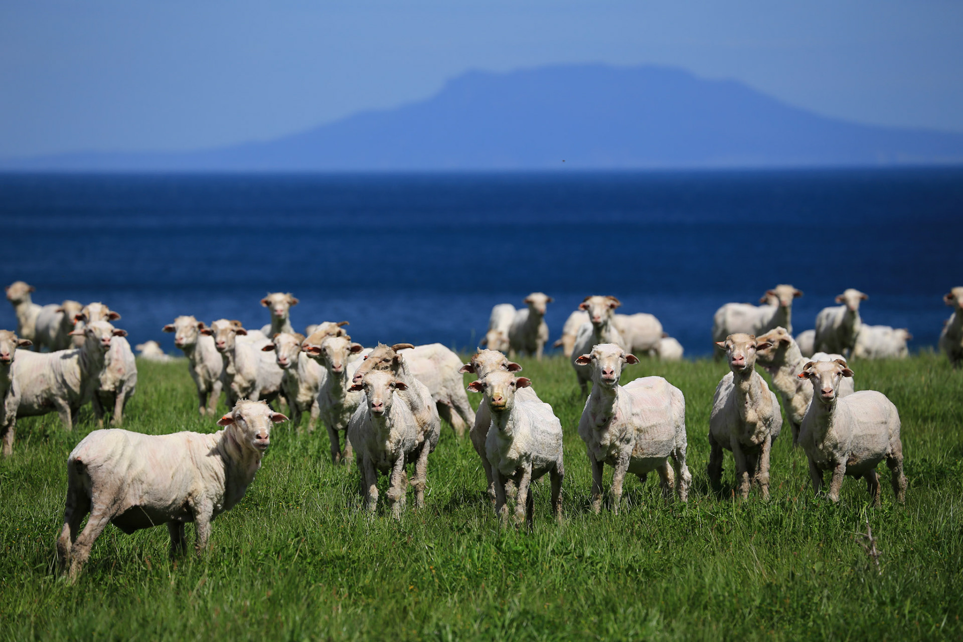 Sheep at the Great Oyster Bay