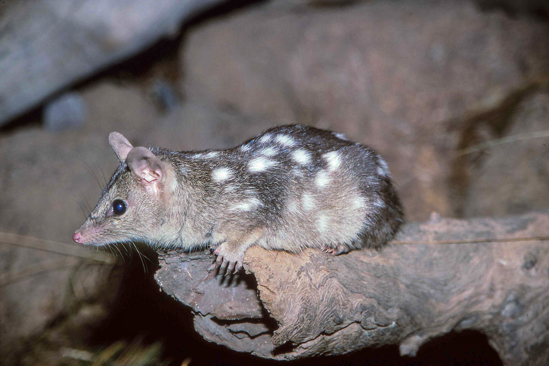 Quoll