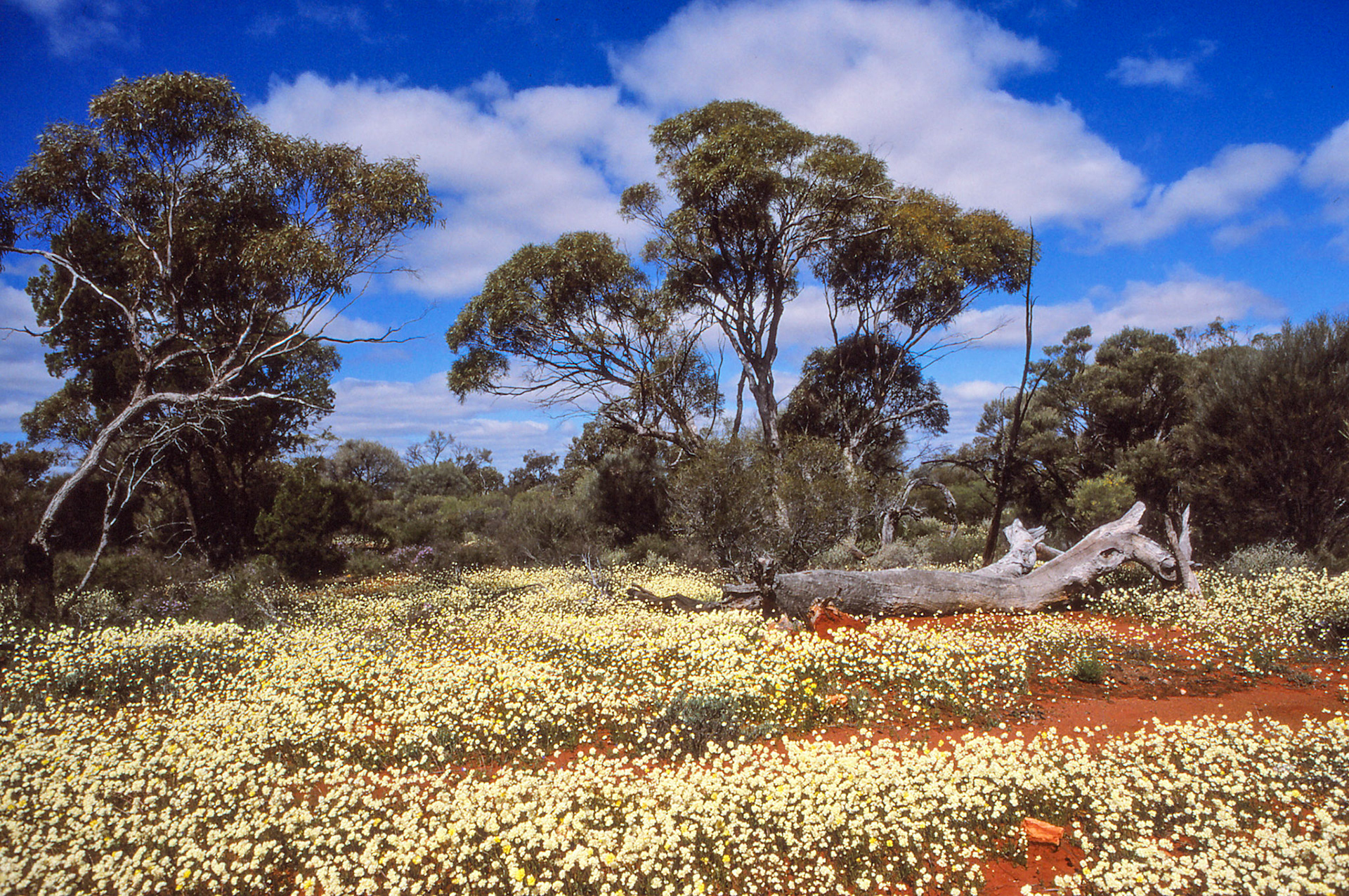 Spring in Western Australia 1996