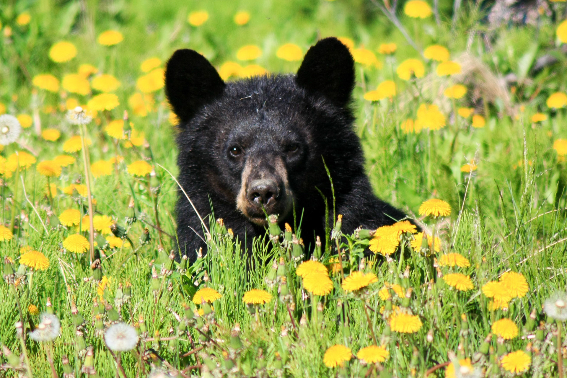 Black Bear