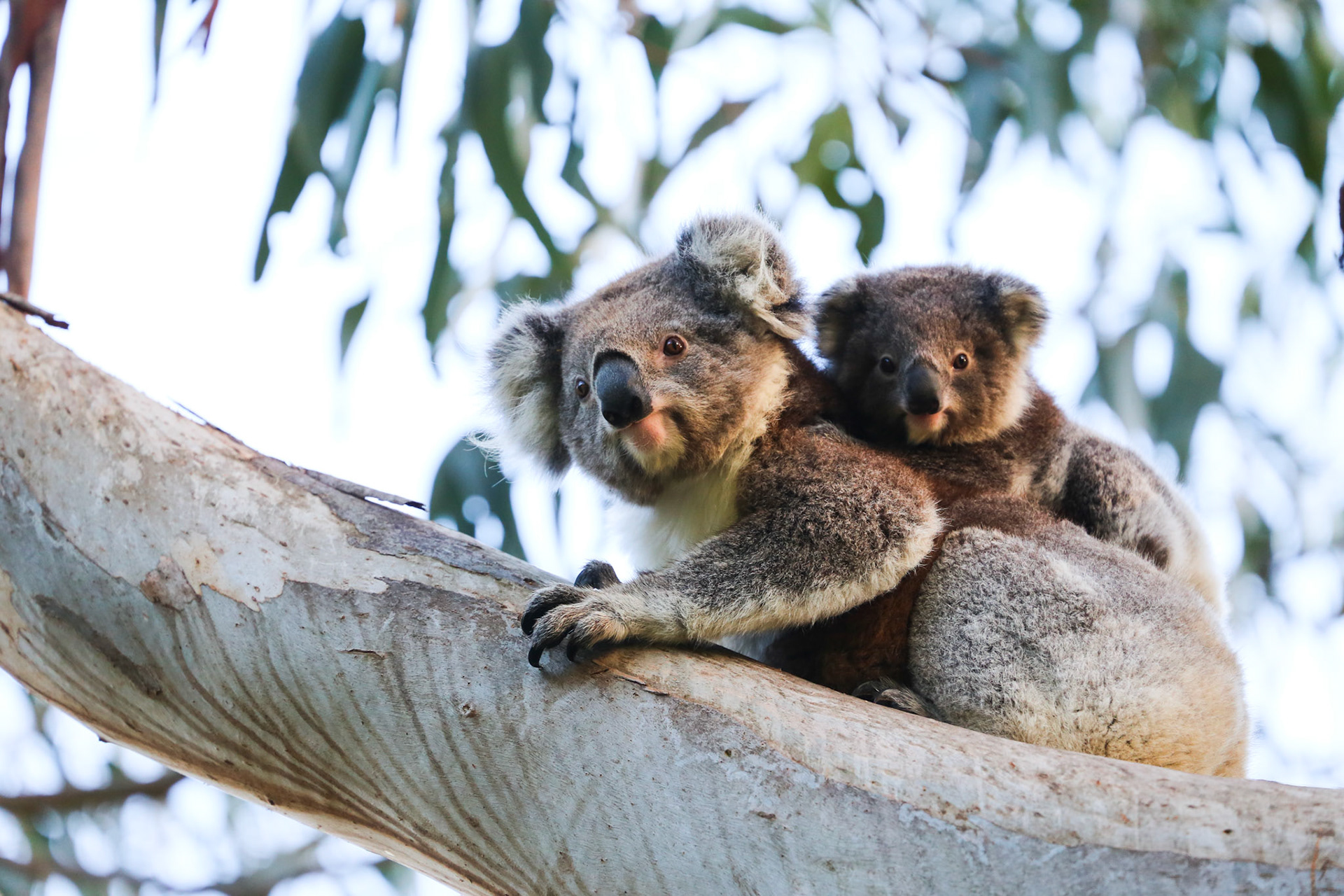 Koalas