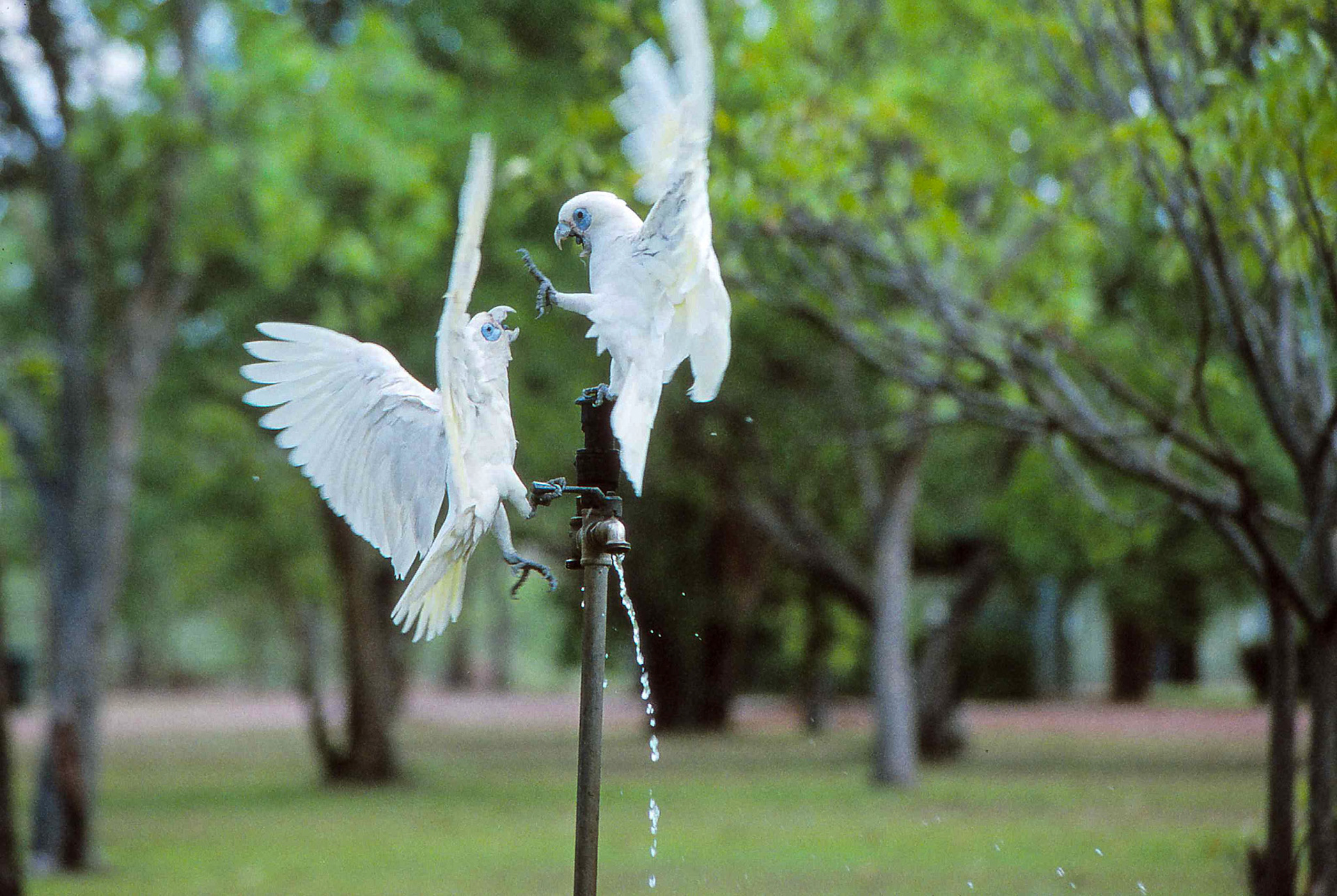 Nachtaugenkakadus ( Little Corellas)