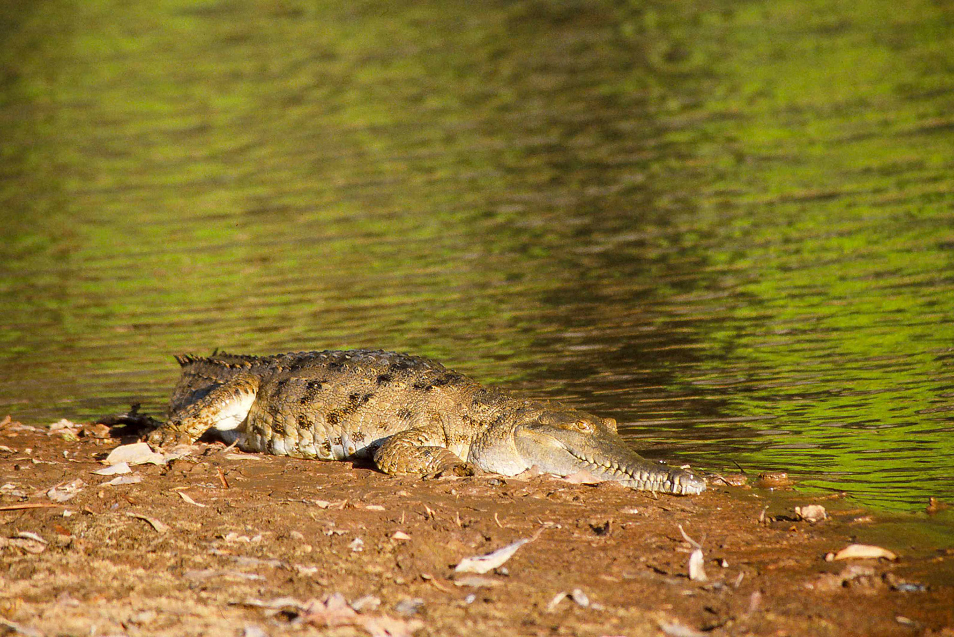 Süsswasserkrokodil