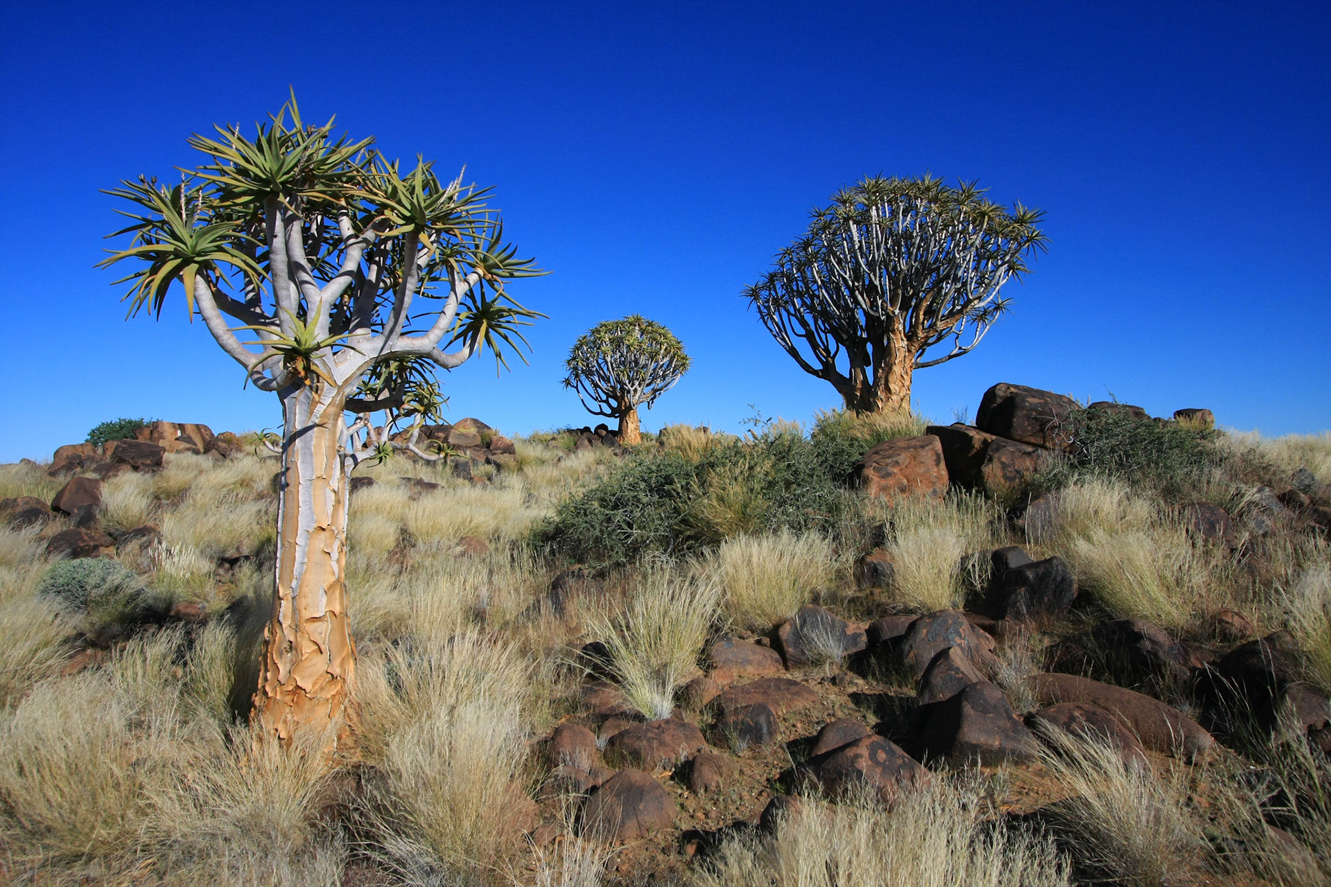 Quiver tree forest Keetmanshoop