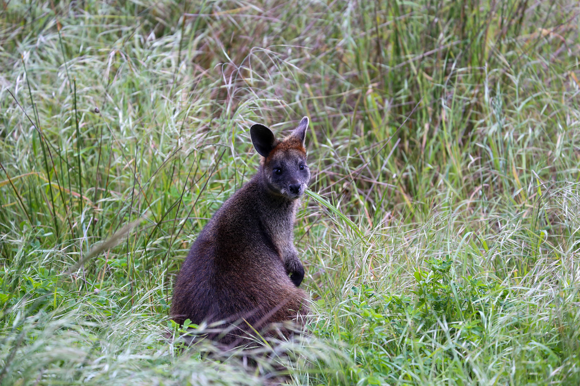 Wallaby