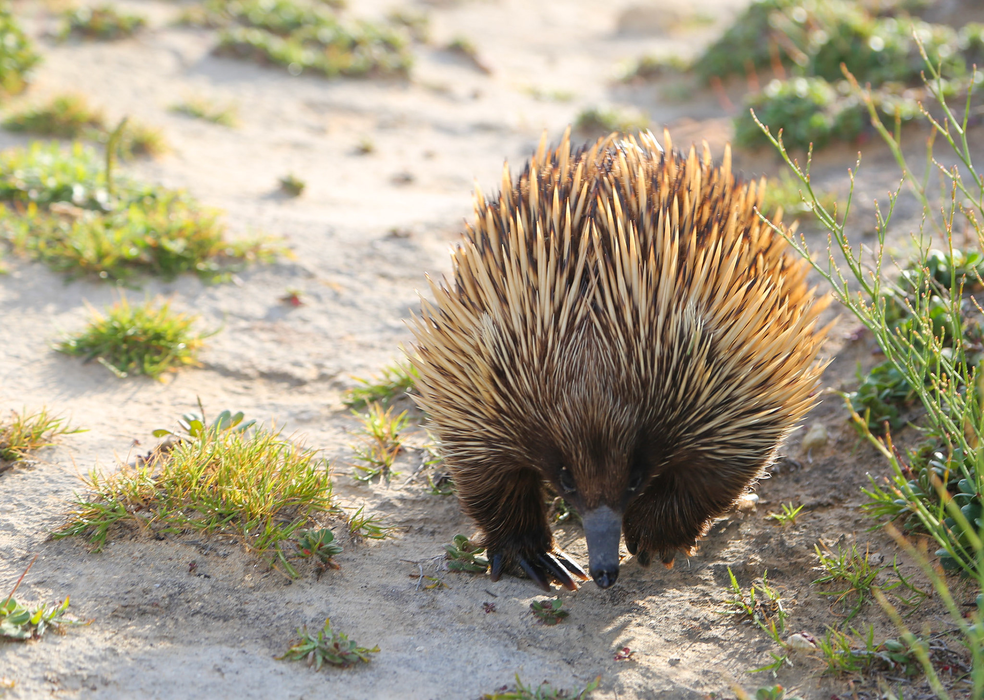 Echidna