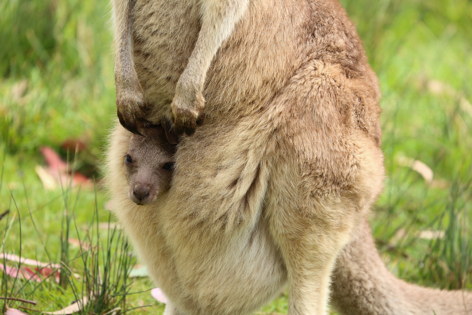 Känguru mit "Joey"