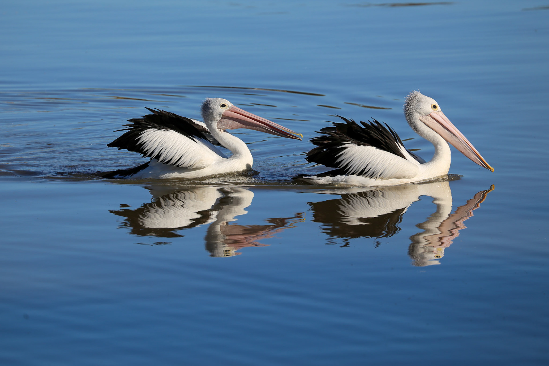 Spectacled pelicans