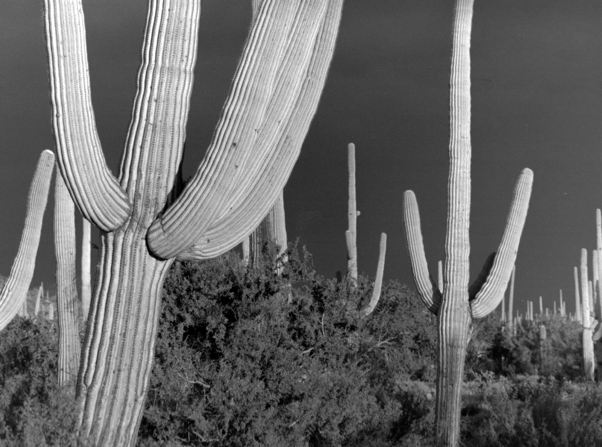 Saguaro National Park, Arizona
