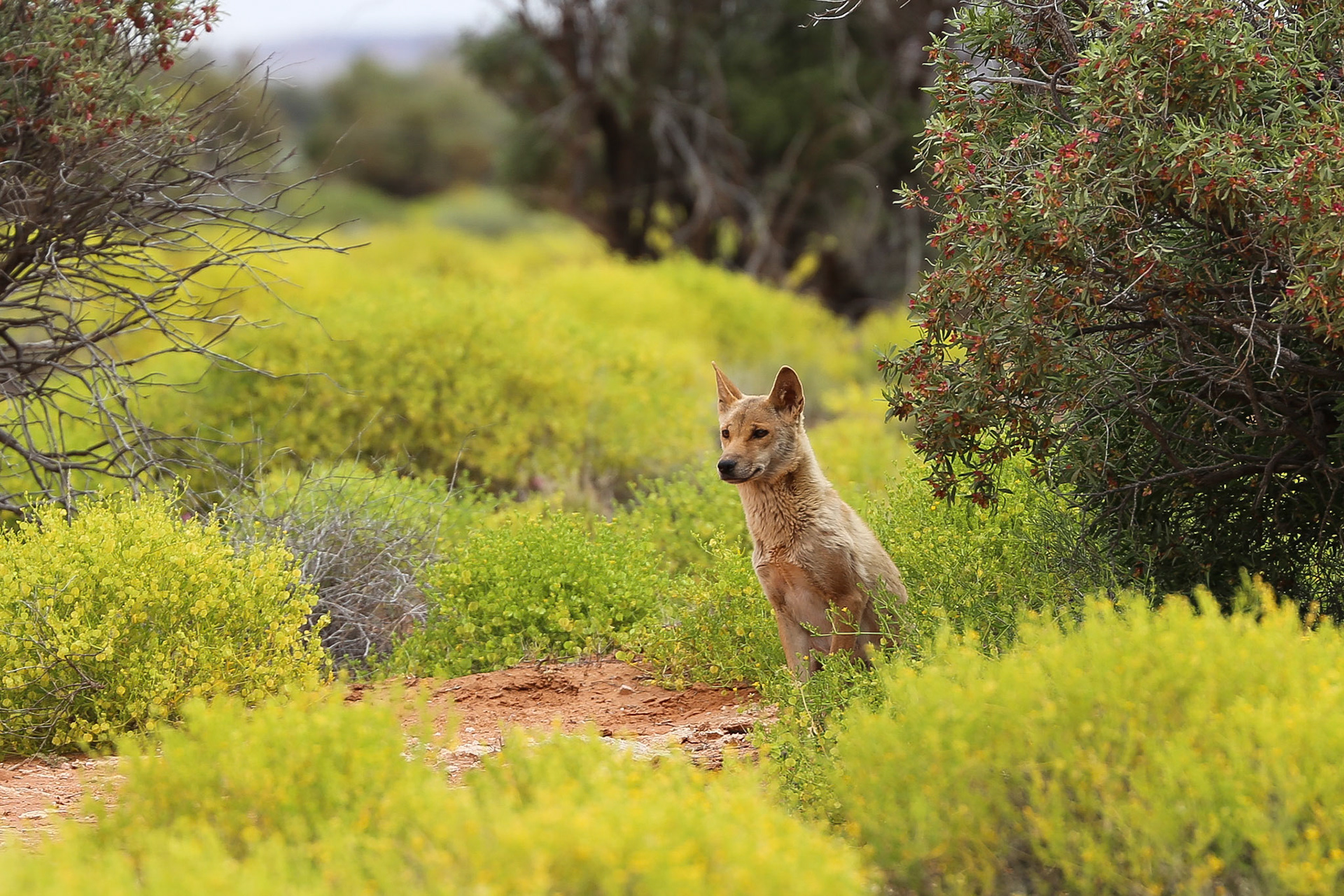Dingo