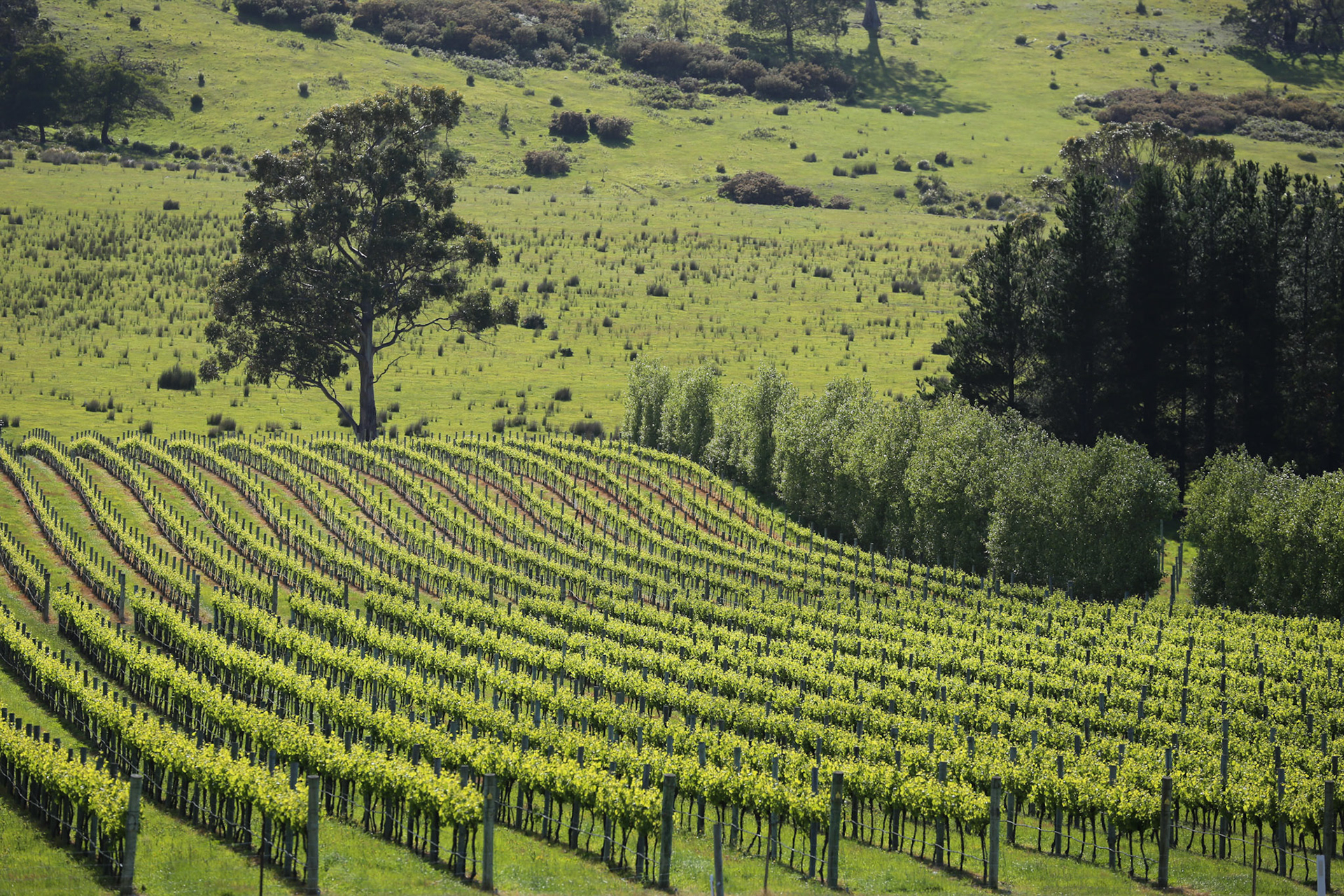 Vineyards Grange Hills