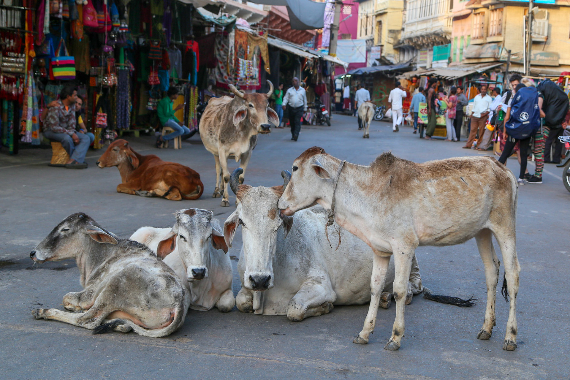 Pushkar