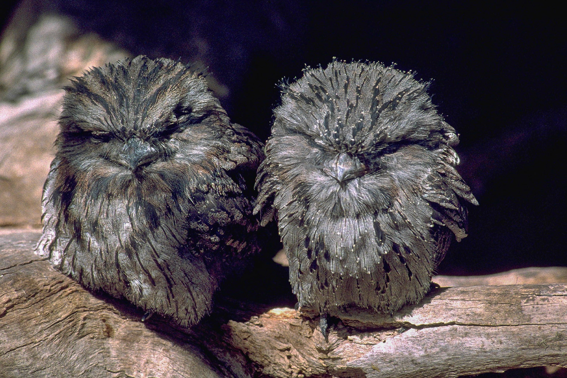 Tawny Frogmouth